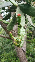 Consolea falcata (Consolea falcata)