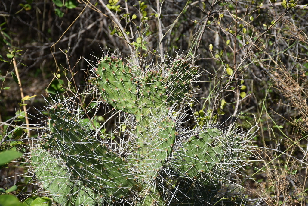 Consolea macracantha (Consolea macracantha)