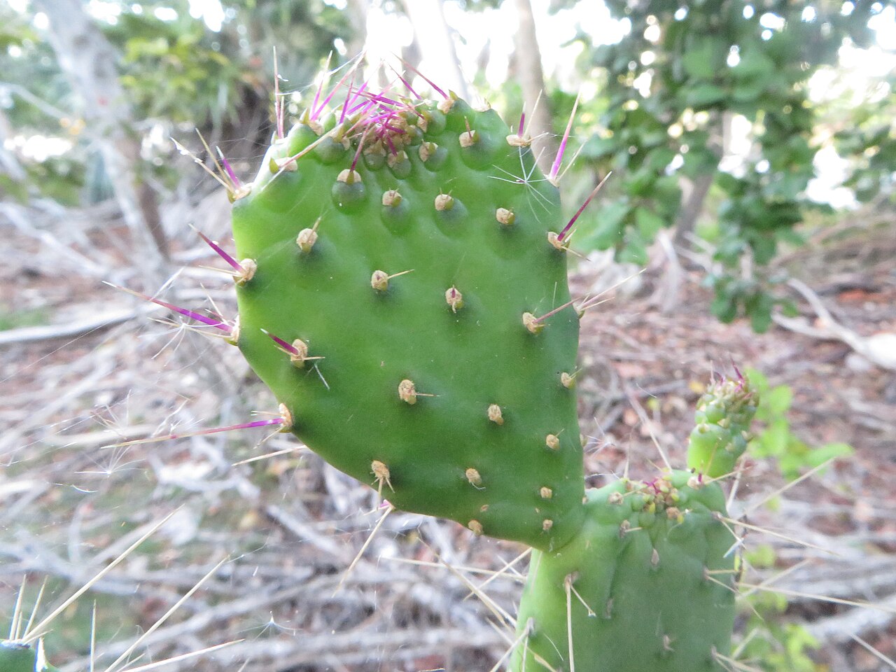 Consolea macracantha: Consolea macracantha, Big Pine Key, FL 33043, USA, 2020-03-16 (iNaturalist).