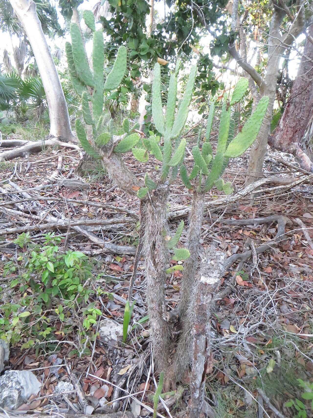 Consolea macracantha: Consolea macracantha, Big Pine Key, FL 33043, USA, 2020-03-16 (iNaturalist).