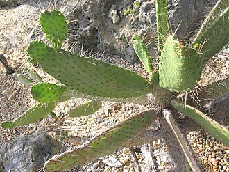 Consolea macracantha: Consolea corallicola