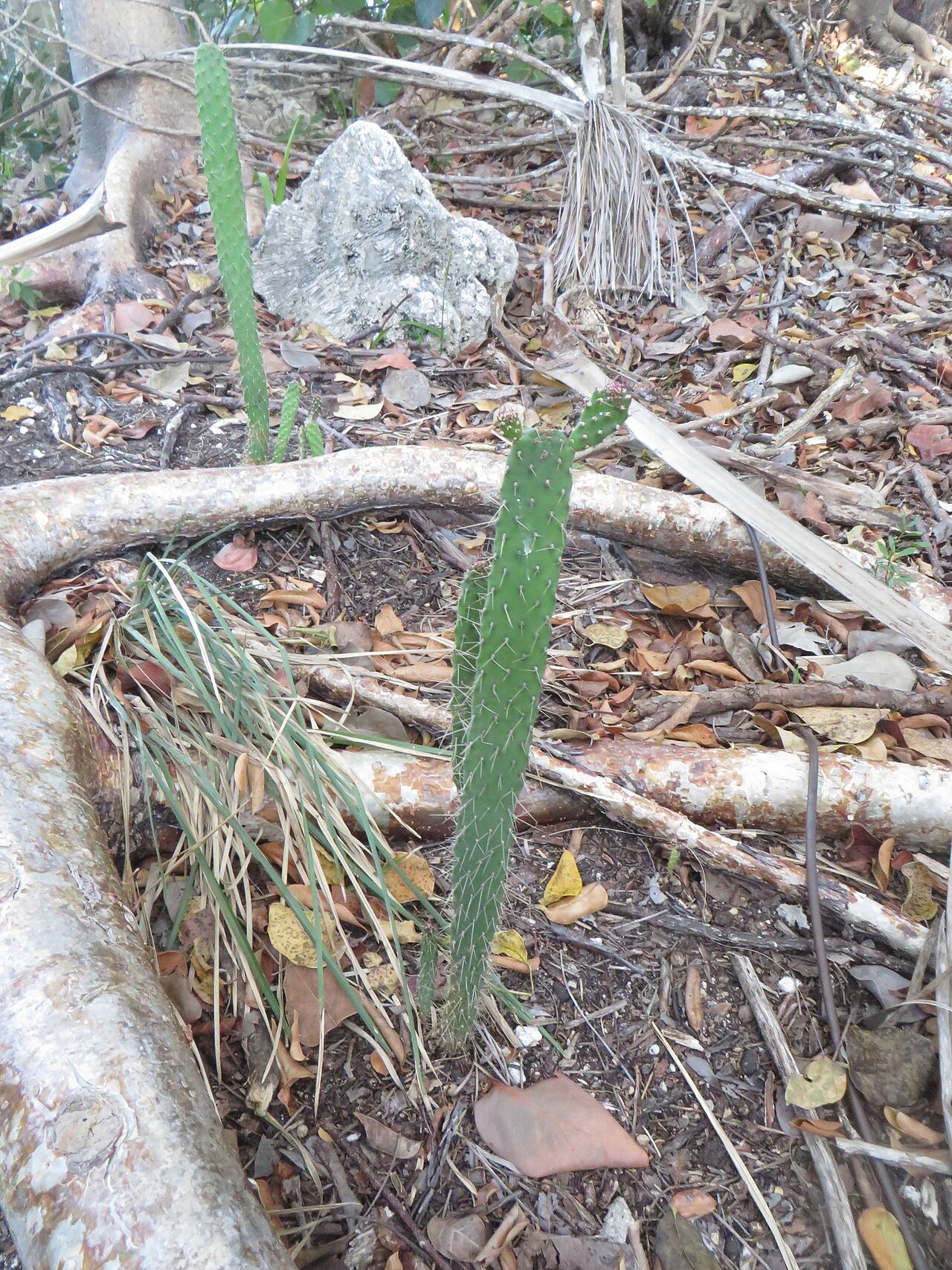 Consolea macracantha: Consolea macracantha, Big Pine Key, FL 33043, USA, 2020-03-16 (iNaturalist).