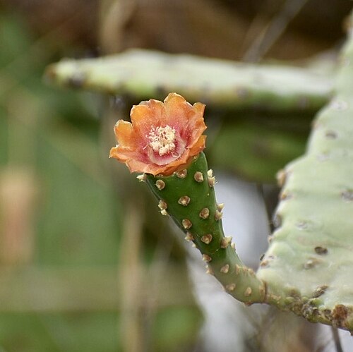 Consolea macracantha: Consolea macracantha in Cuba