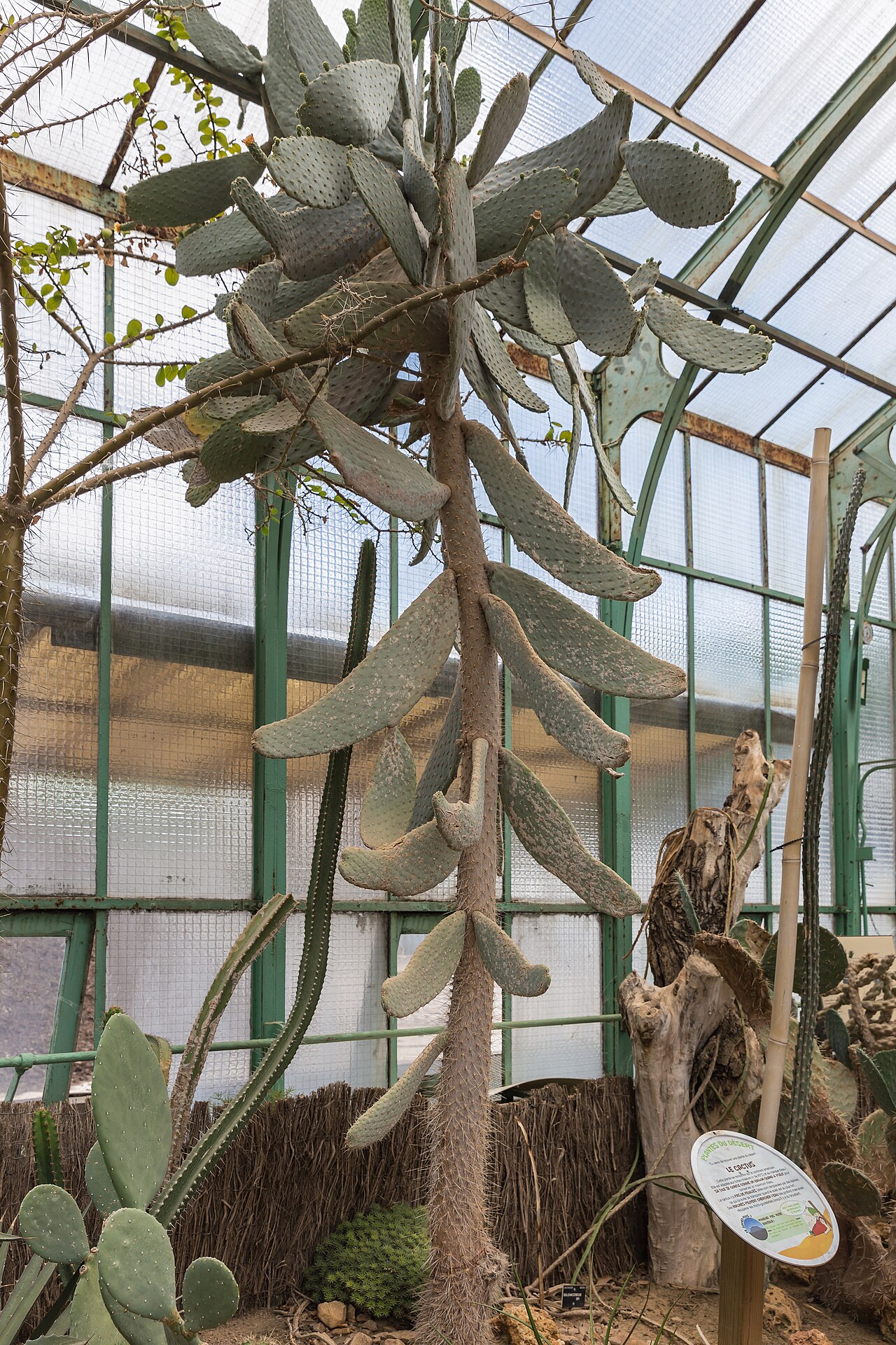 Tuna: Consolea moniliformis in the jardin botanique de Lyon , France.
