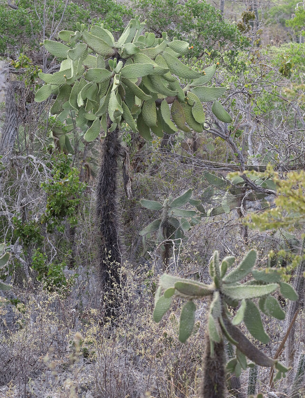 Tuna: Consolea moniliformis in the Dominican Republic