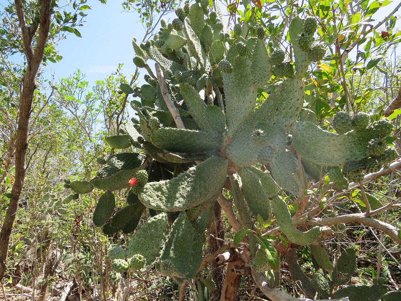 Tuna: Consolea moniliformis in the Dominican Republic
