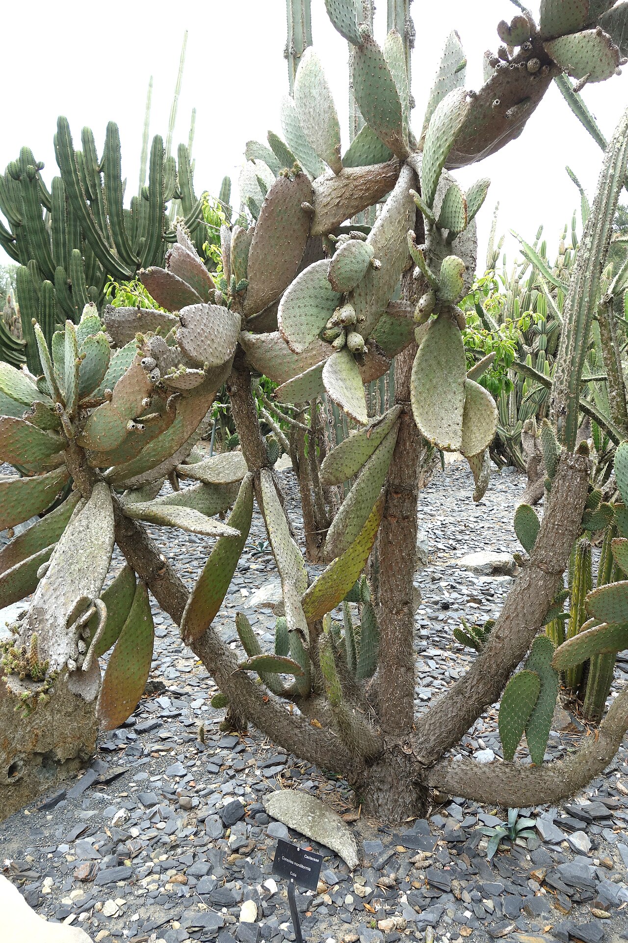 Tuna: Lotusland - Montecito, California, USA.