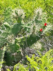 Nash's pricklypear (Consolea nashii)