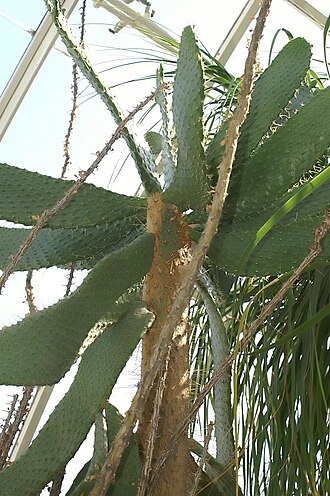 Nash's pricklypear: Location taken: the New York Botanical Garden. Names: Consolea macracantha (Griseb.) A. Berger Classification: Plantae > Magnoliophyta > Magnoliopsida > Caryoph