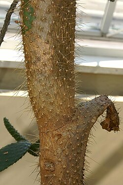 Nash's pricklypear: Location taken: the New York Botanical Garden. Names: Consolea macracantha (Griseb.) A. Berger Classification: Plantae > Magnoliophyta > Magnoliopsida > Caryoph