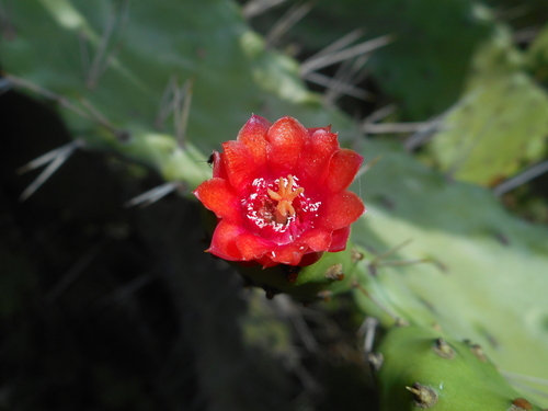 Nash's pricklypear (Consolea nashii)