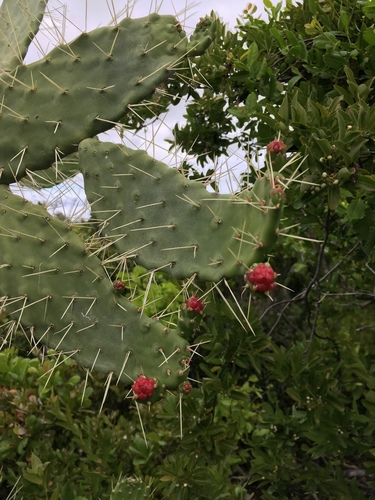 Nash's pricklypear (Consolea nashii)