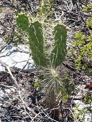 Nash's pricklypear (Consolea nashii)