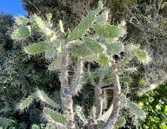 Nash's pricklypear (Consolea nashii)