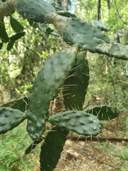 Consolea picardae (Consolea picardae)