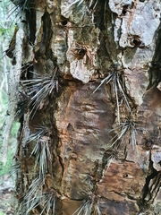 Consolea picardae (Consolea picardae)