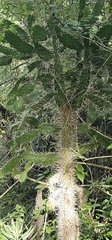 Consolea picardae (Consolea picardae)
