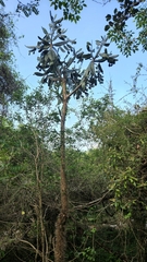 Consolea picardae (Consolea picardae)