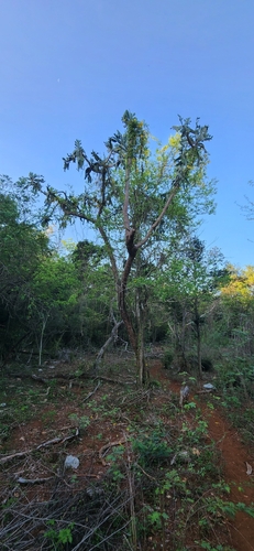 Consolea picardae (Consolea picardae)