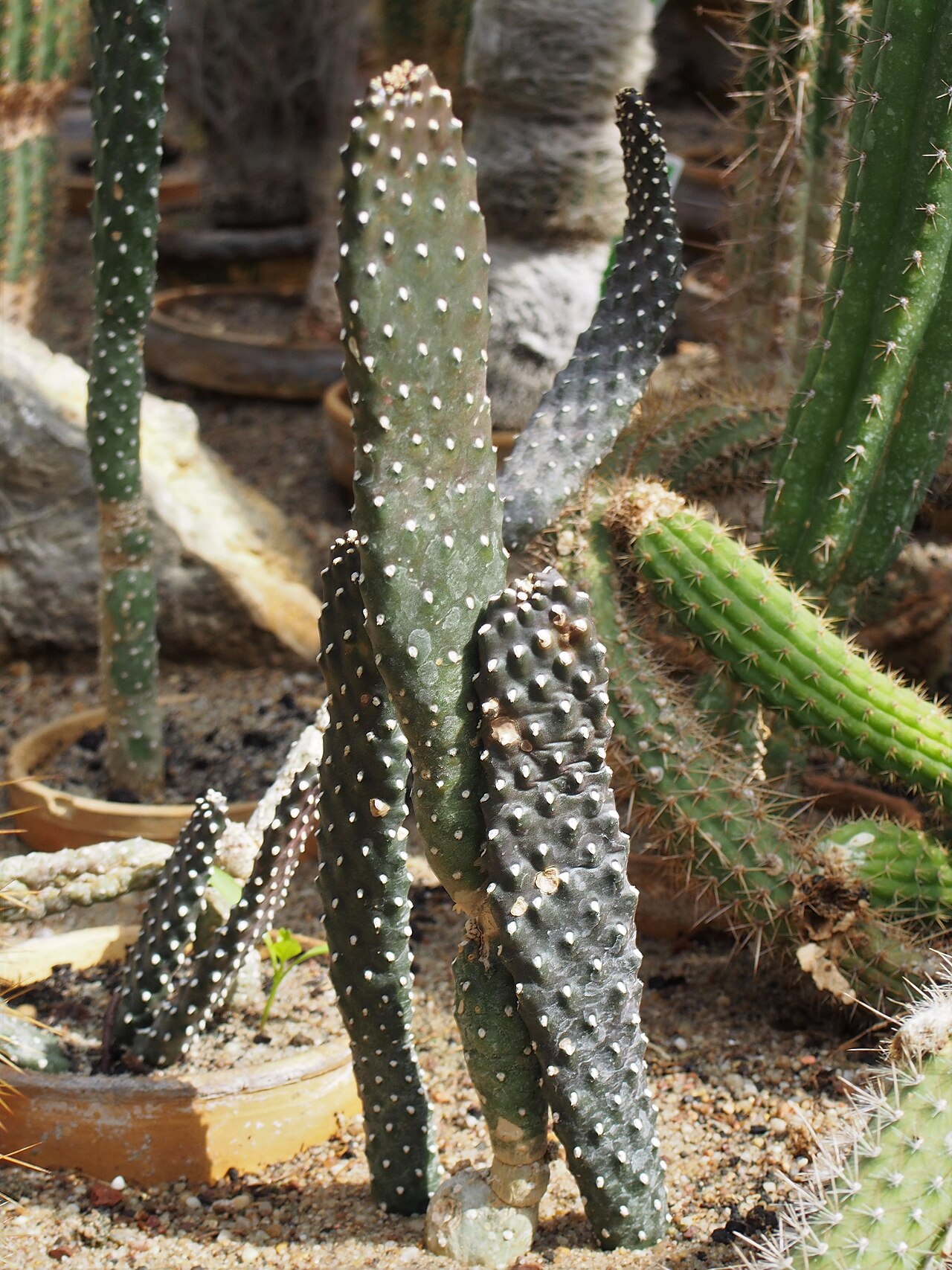 Sour pricklypear: Consolea rubescens , plant cultivated in Wrocław University Botanical Garden, Wrocław, Poland.