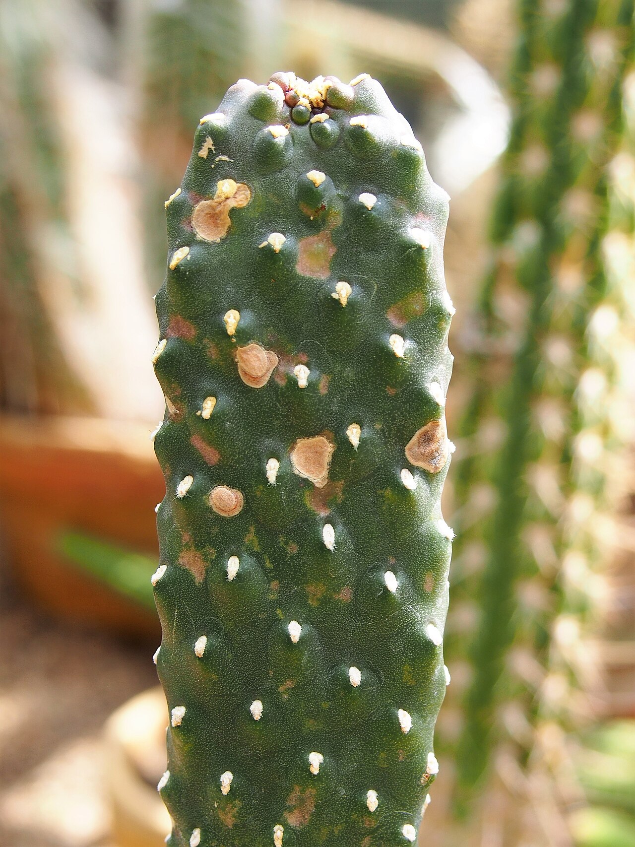 Sour pricklypear: Consolea rubescens , plant cultivated in Wrocław University Botanical Garden, Wrocław, Poland.