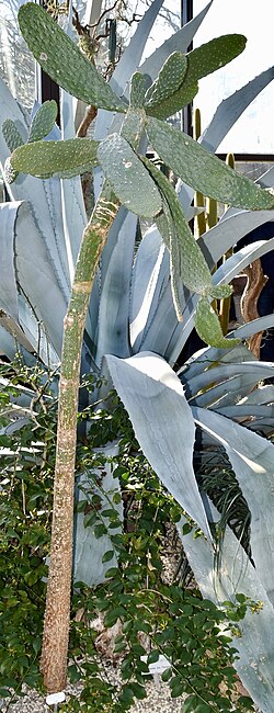 Sour pricklypear: Consolea rubescens. Berggarten Hannover.