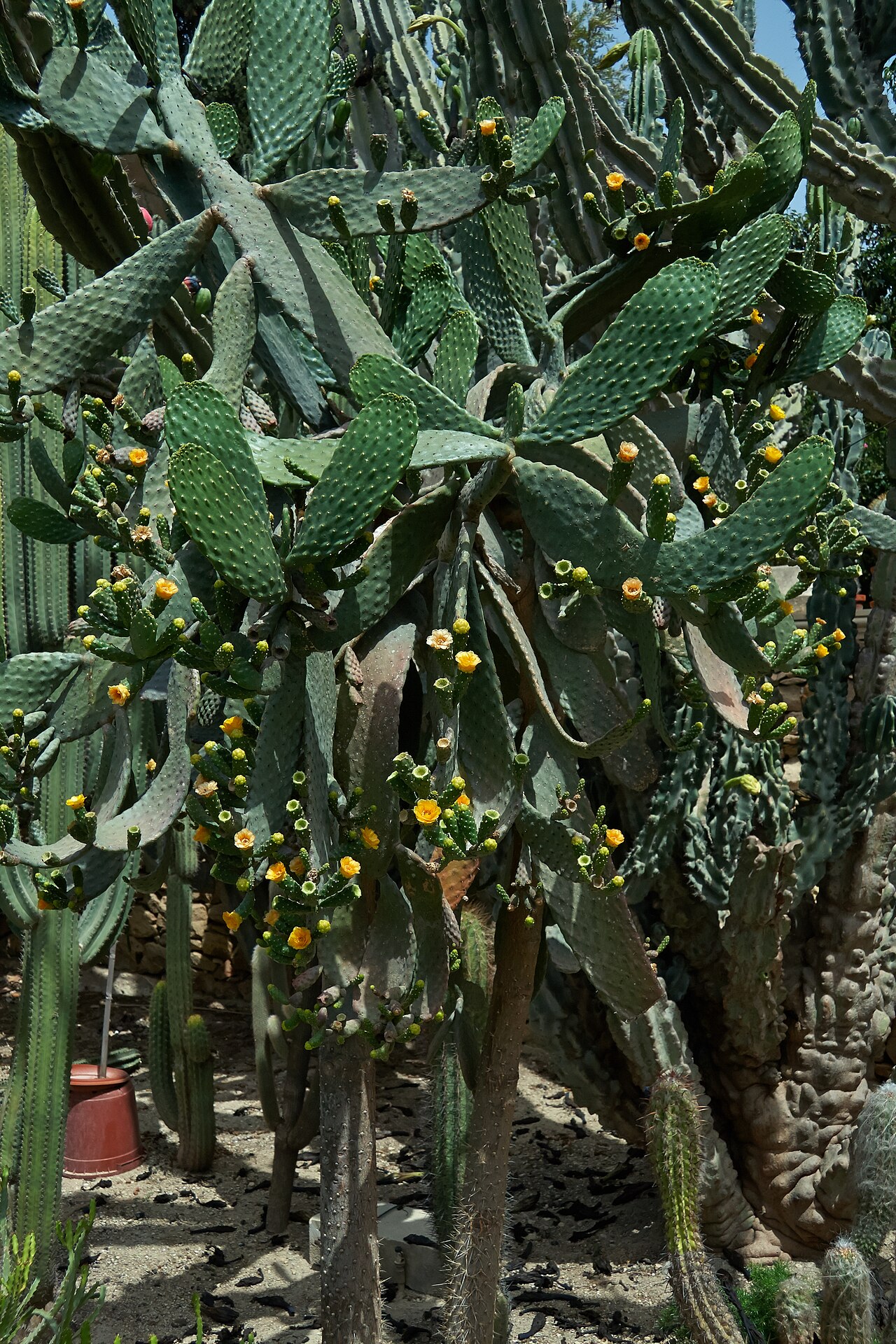 Sour pricklypear: Consolea rubescens at Derek Garden Centre.