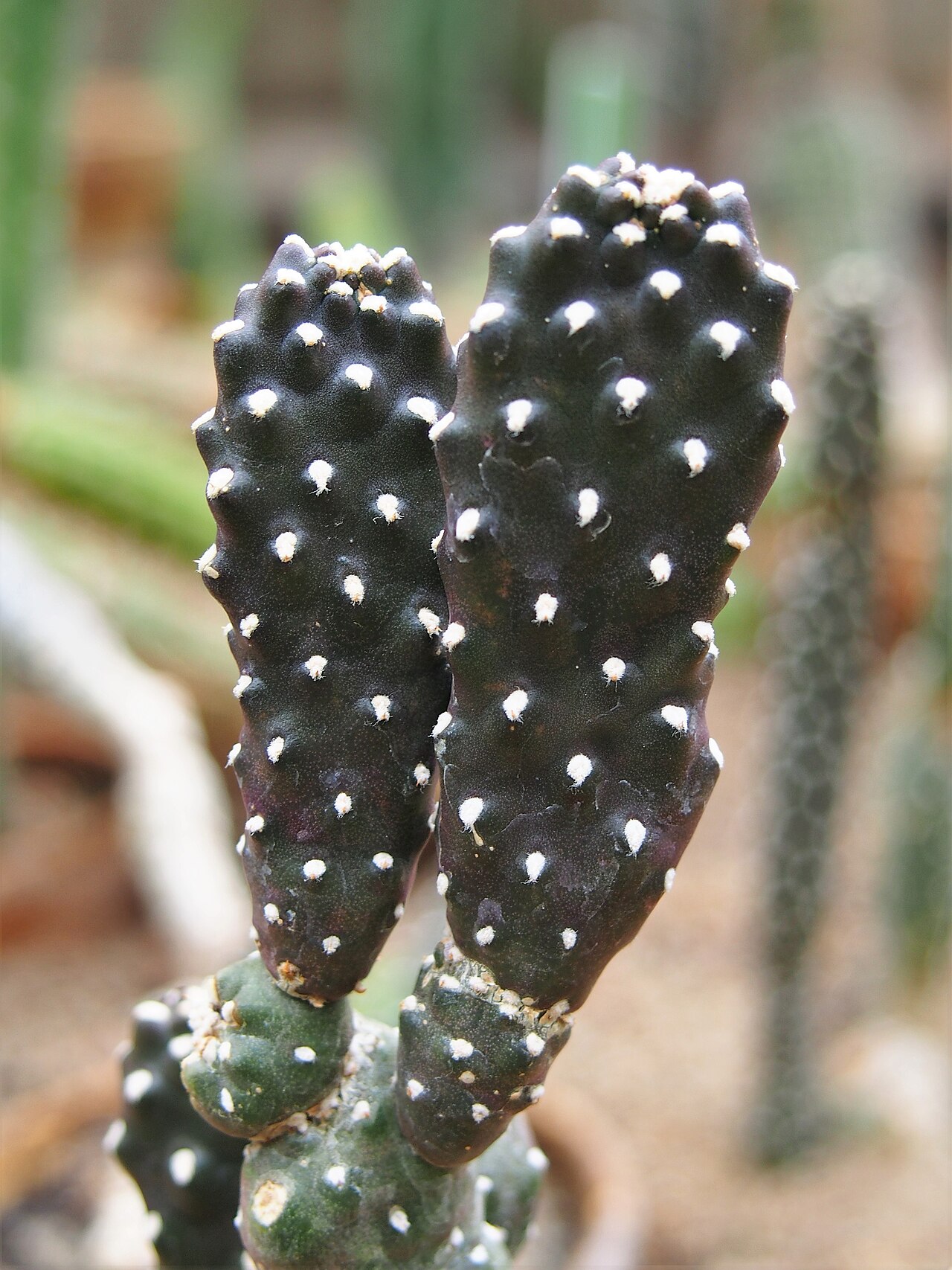 Sour pricklypear: Consolea rubescens , plant cultivated in Wrocław University Botanical Garden, Wrocław, Poland.