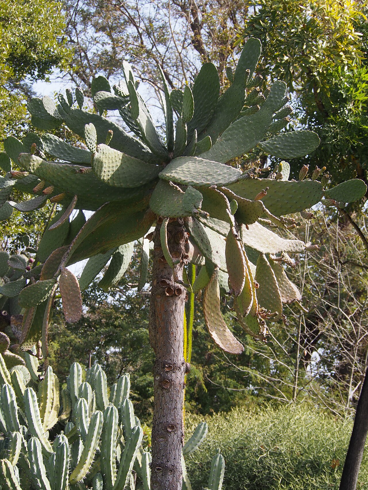 Sour pricklypear: Consolea rubescens cultivated in Palermo Botanical Garden (Orto Botanico di Palermo), Sicily, Italy.