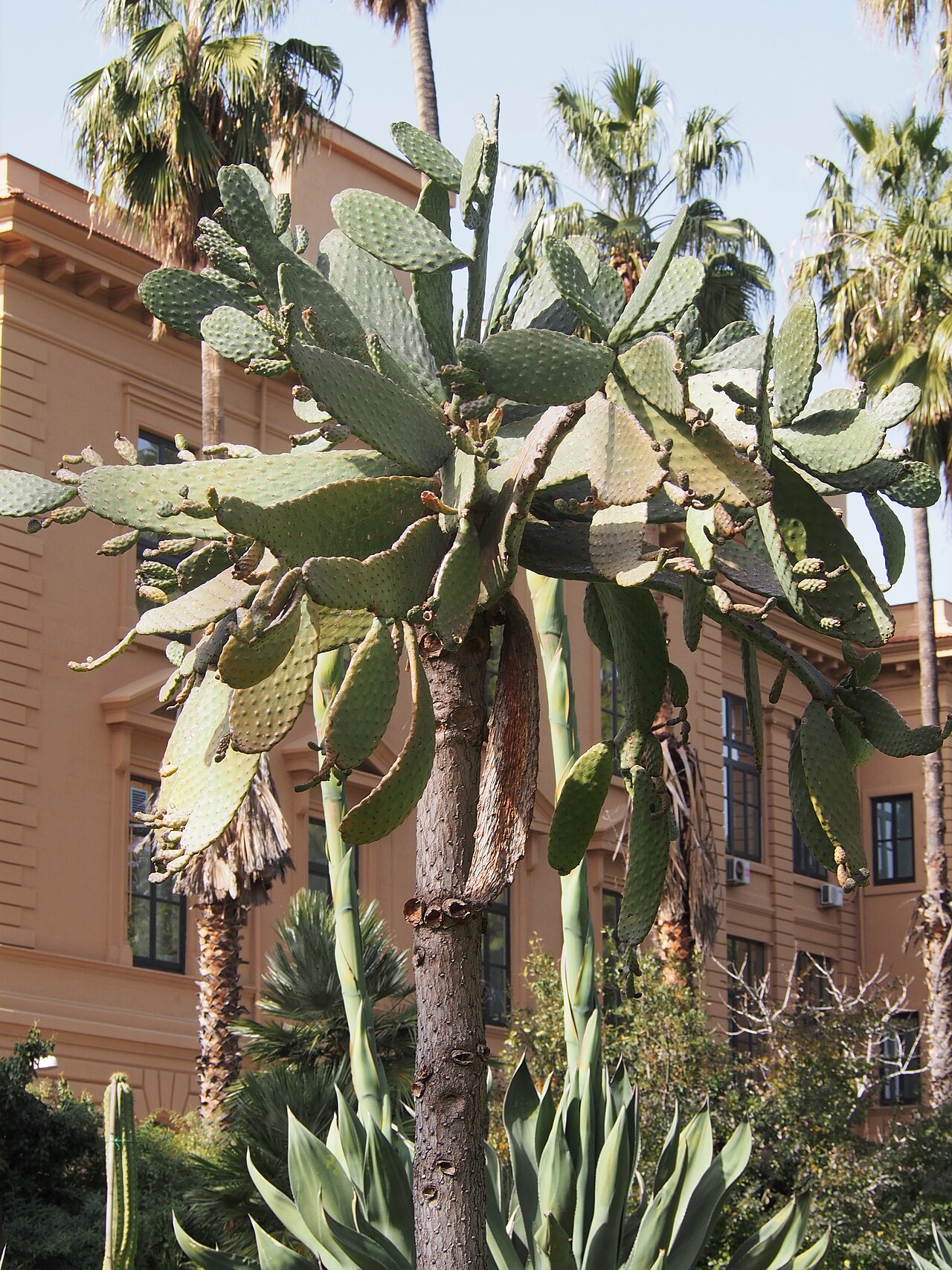Sour pricklypear: Consolea rubescens cultivated in Palermo Botanical Garden (Orto Botanico di Palermo), Sicily, Italy.