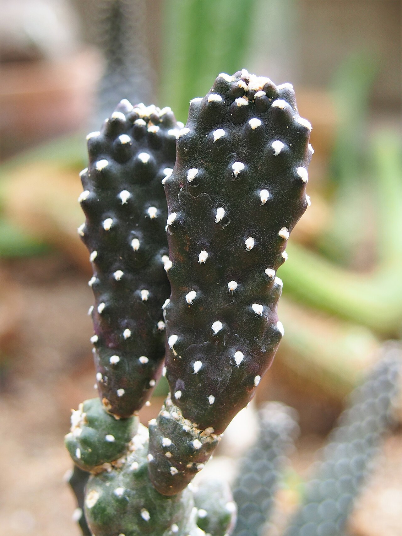 Sour pricklypear: Consolea rubescens , plant cultivated in Wrocław University Botanical Garden, Wrocław, Poland.