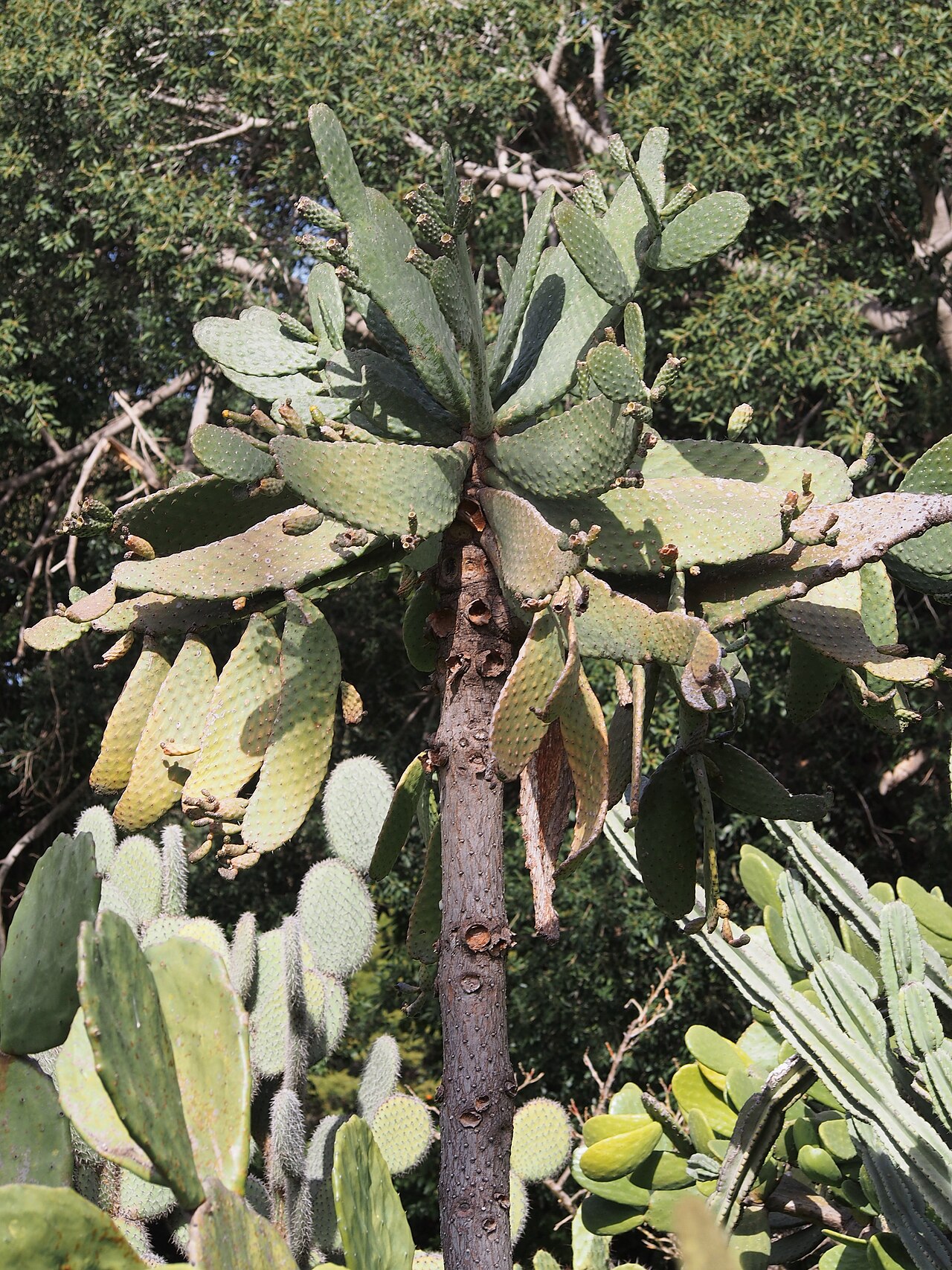 Sour pricklypear: Consolea rubescens cultivated in Palermo Botanical Garden (Orto Botanico di Palermo), Sicily, Italy.