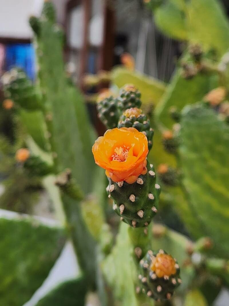 Sour pricklypear: Consolea rubescens