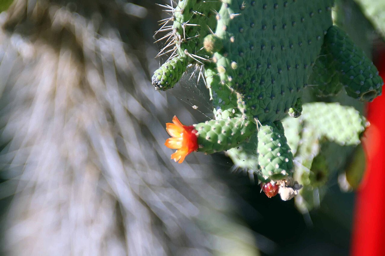 Consolea spinosissima: Location taken: Fairchild Tropical Botanic Garden, Miami, FL USA. Names: Consolea spinosissima Lem., Semaphore Cactus, Semaphore Pricklypea Classification: Plan