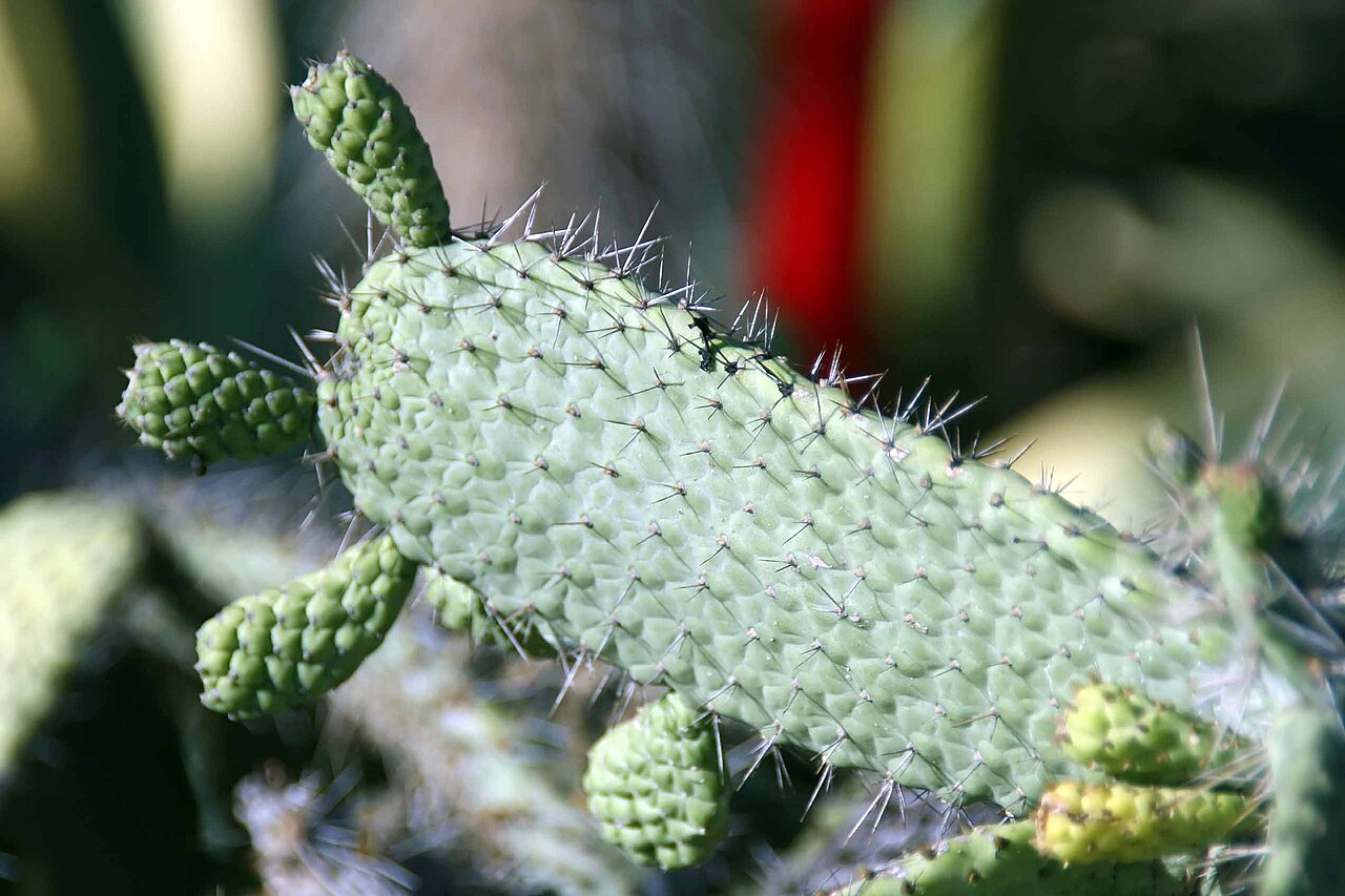 Consolea spinosissima: Location taken: Fairchild Tropical Botanic Garden, Miami, FL USA. Names: Consolea spinosissima Lem., Semaphore Cactus, Semaphore Pricklypea Classification: Plan