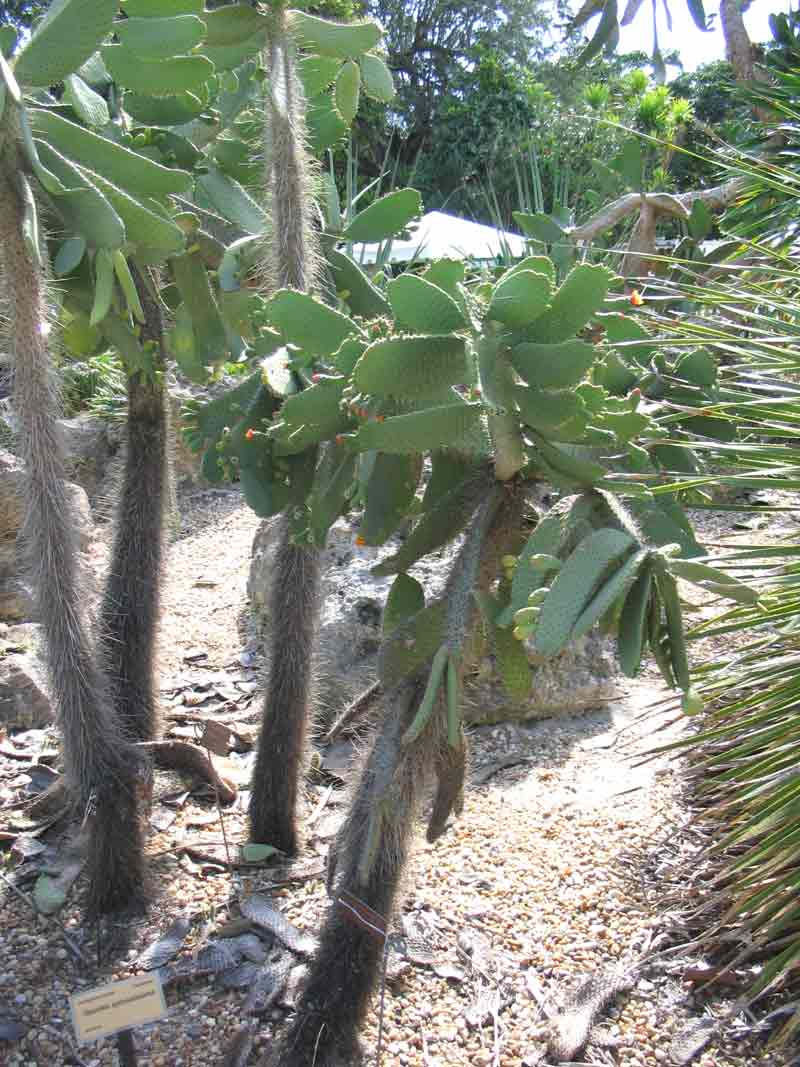 Consolea spinosissima: Consolea spinosissima