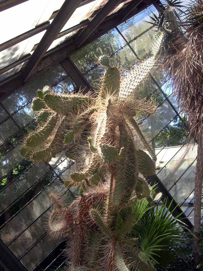 Consolea spinosissima: Consolea spinosissima