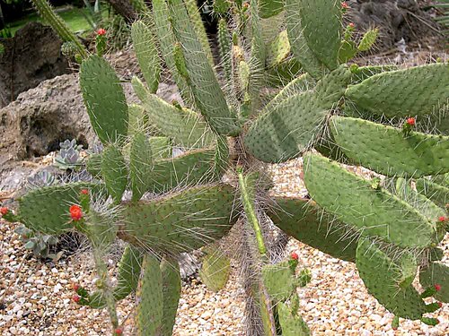 Consolea spinosissima: Opuntia (Consolea spinosissima) corallicola