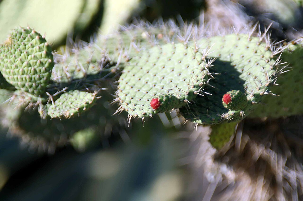 Consolea spinosissima: Location taken: Fairchild Tropical Botanic Garden, Miami, FL USA. Names: Consolea spinosissima Lem., Semaphore Cactus, Semaphore Pricklypea Classification: Plan