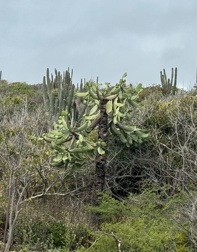 Consolea spinosissima (Consolea spinosissima)