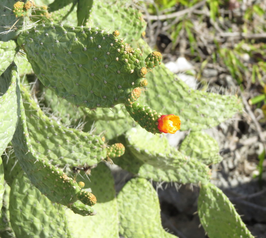 Consolea spinosissima (Consolea spinosissima)