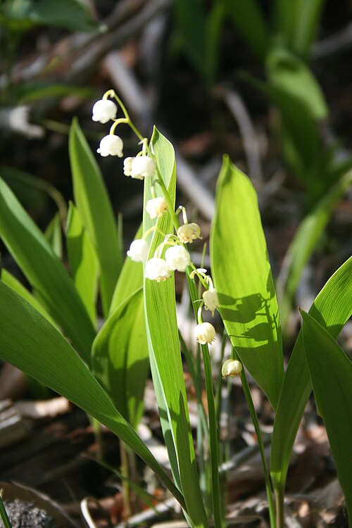 Lily-of-the-valley: Muguet