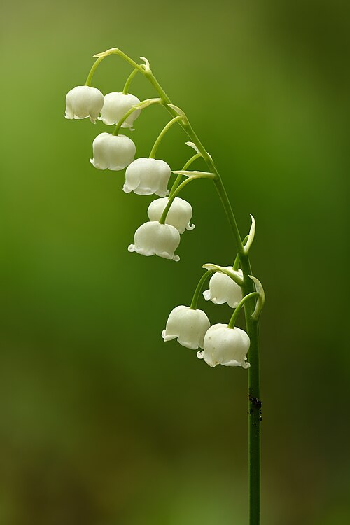 Lily-of-the-valley: Lily of the valley inflorescence