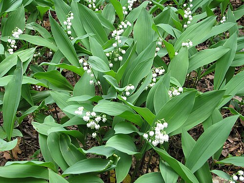 Lily-of-the-valley: I fell in love with the Lily-of-the-valley when I was very small, crawling around under the shrubs in my grandad's garden in Eastern Avenue, Shoreham-by-Sea ove
