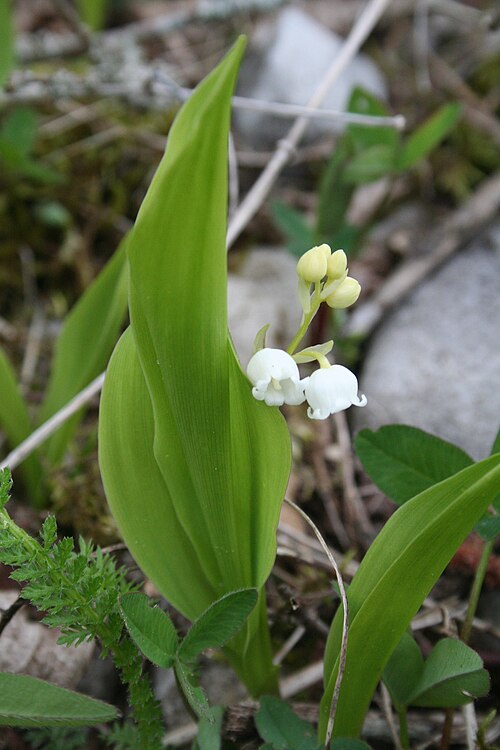 Lily-of-the-valley: Muguet