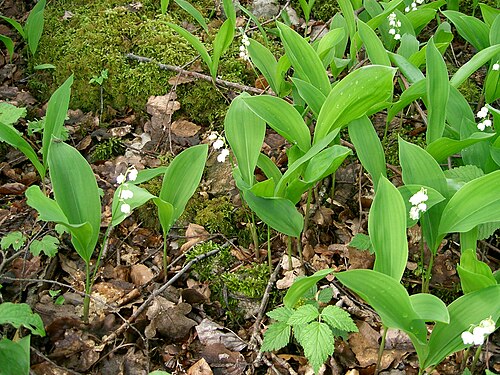 Lily-of-the-valley: Muguet sauvage. Photo personnelle PRA