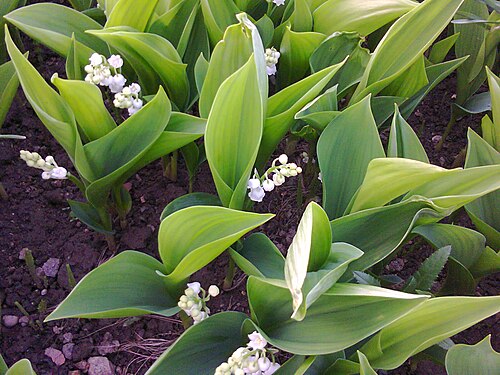 Lily-of-the-valley: Lily of the Valley (Convallaria majalis) in Lónyaytelep, Transylvania.