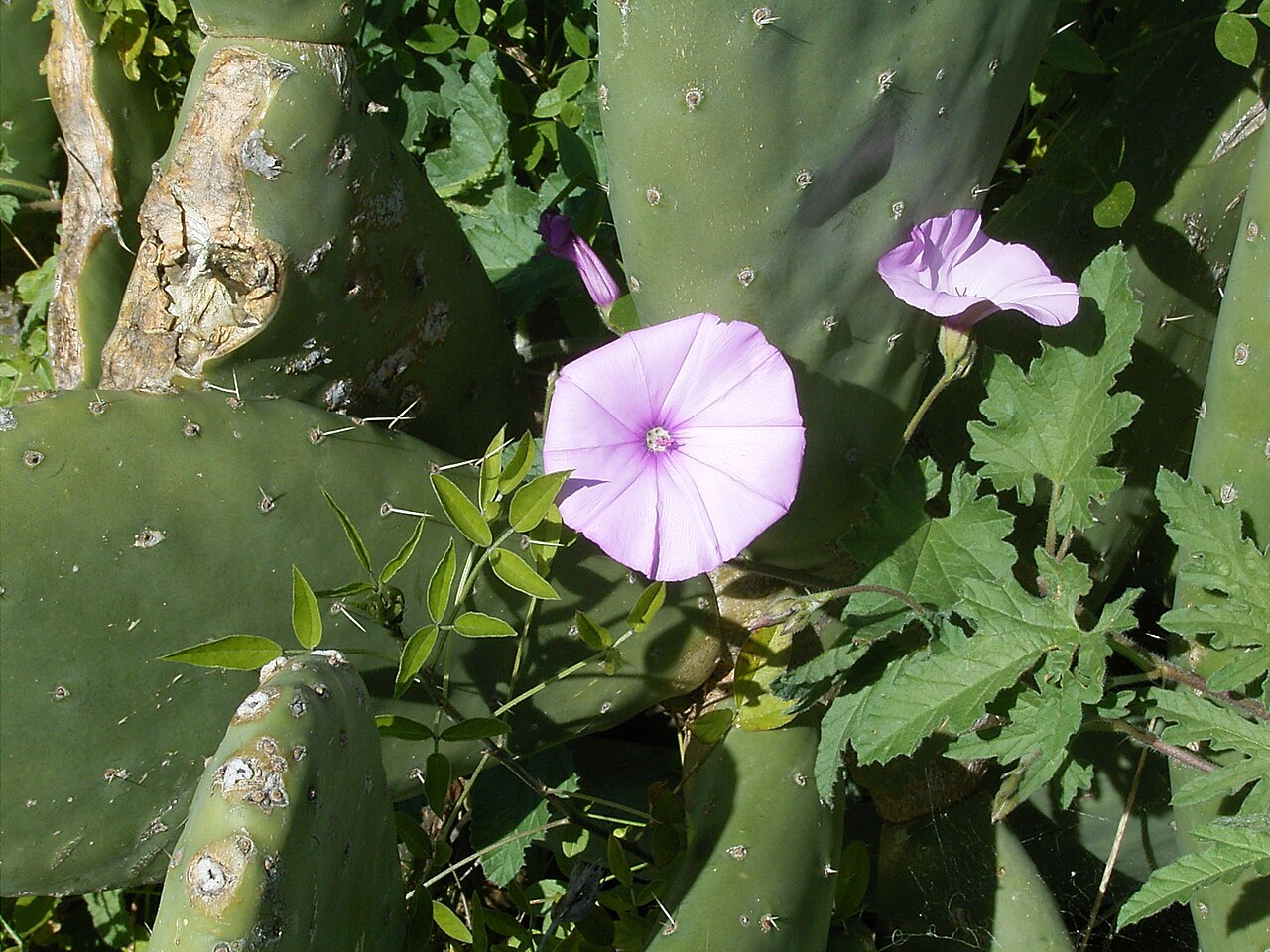 Mallow bindweed: Convolvulus althaeoides growing in Puntagorda , La Palma , Canary Islands