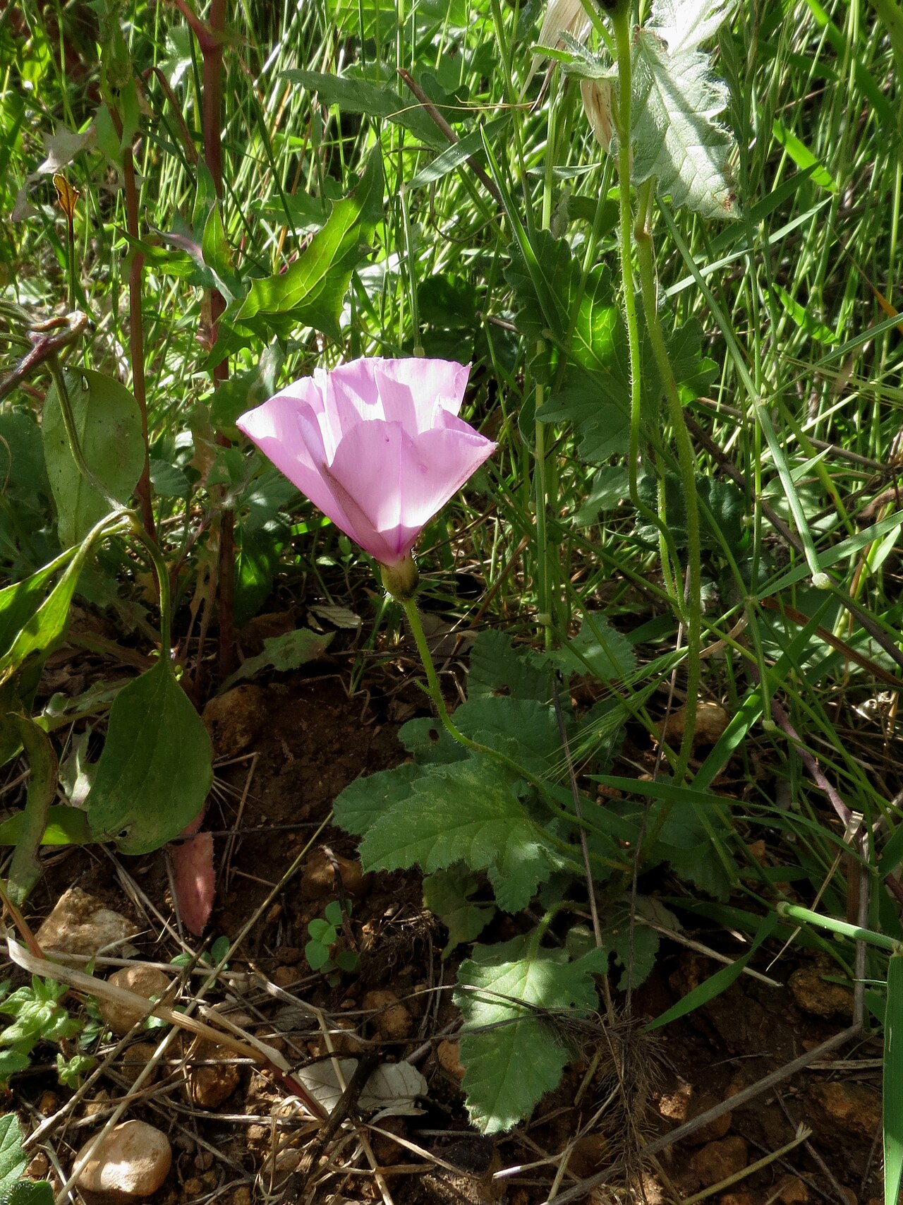 Mallow bindweed: Convolvulus althaeoides L., Pont del Diable, Tarragona, Spain, 19 May 2013