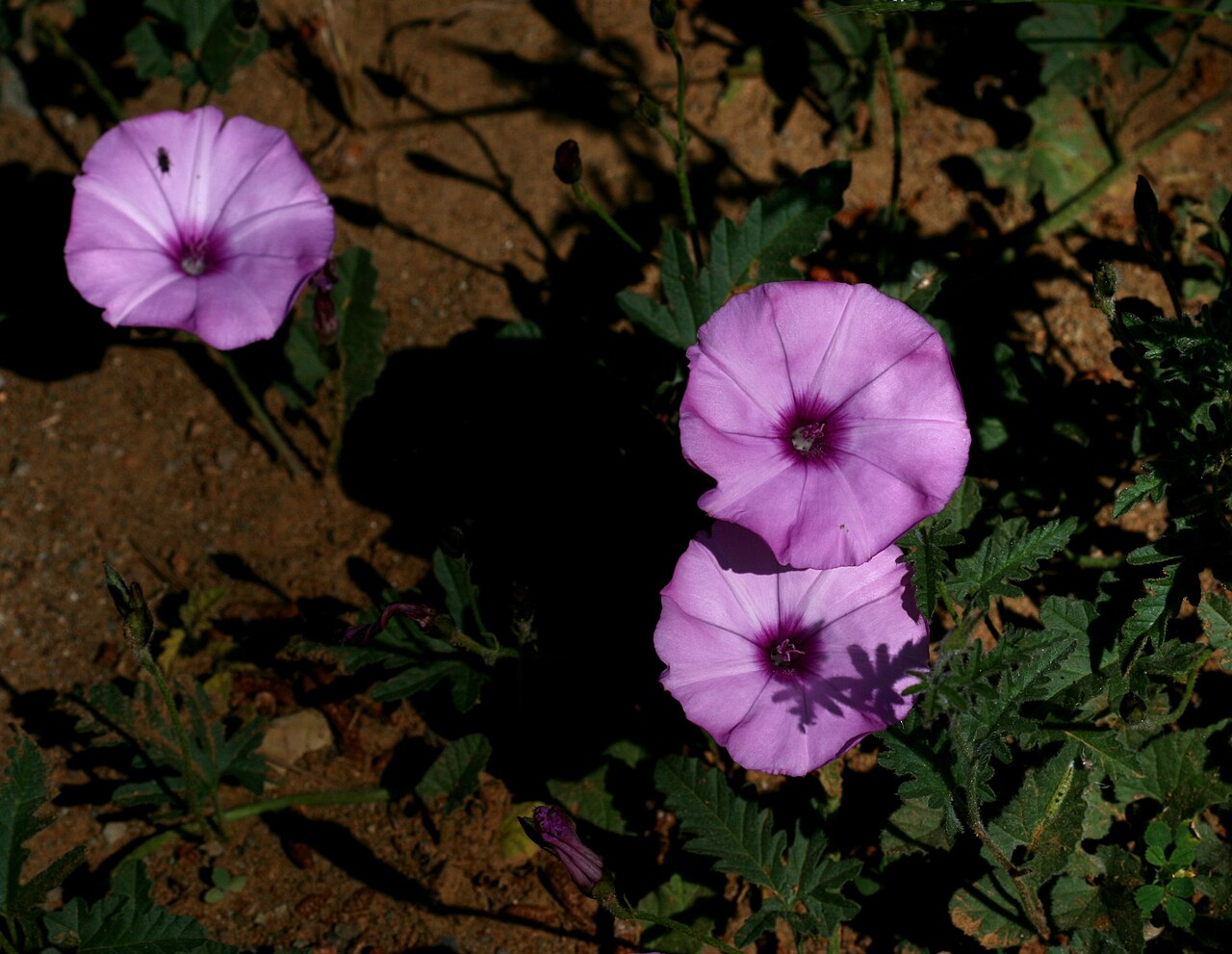Mallow bindweed: Argaka, Cyprus Original photograph brightened